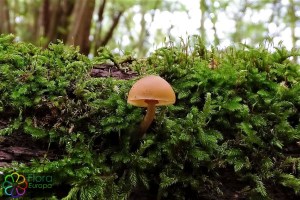 Galerina autumnalis (1).jpg